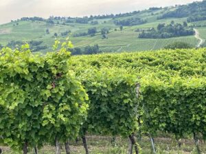 viber_kép_2024-07-23_15-20-06-444